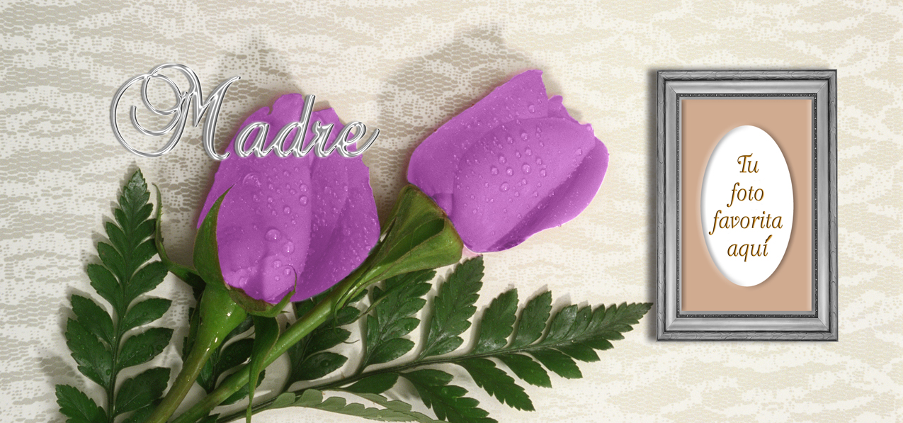2 Roses Lavender Silver Madre (Spanish)